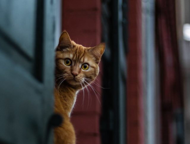 Facebook-csoportban lepleződött le a gazdiszédelgő cica